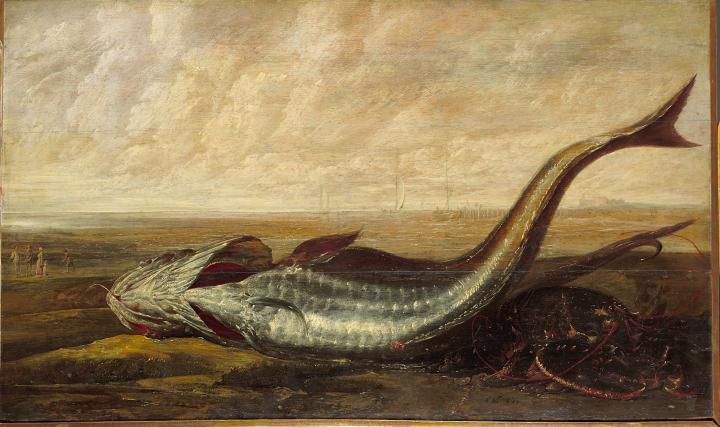 Cabillaud sur la plage