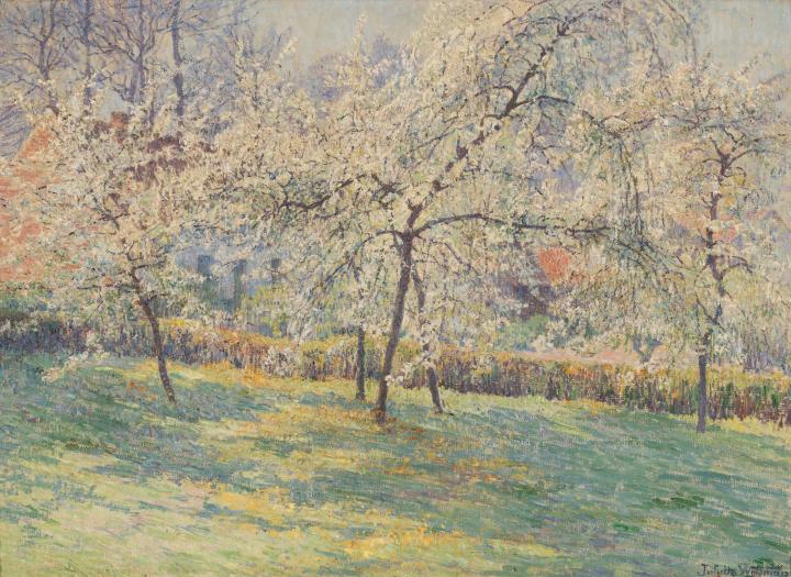 Cerisiers en fleurs